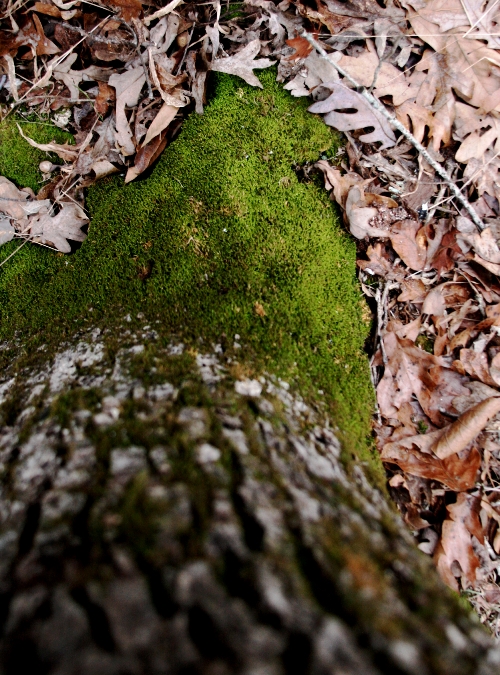 mossy-root