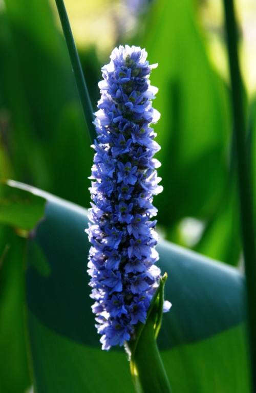 blue-flower1