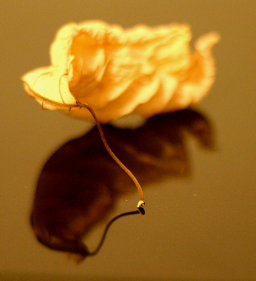 dried-poinsettia-5