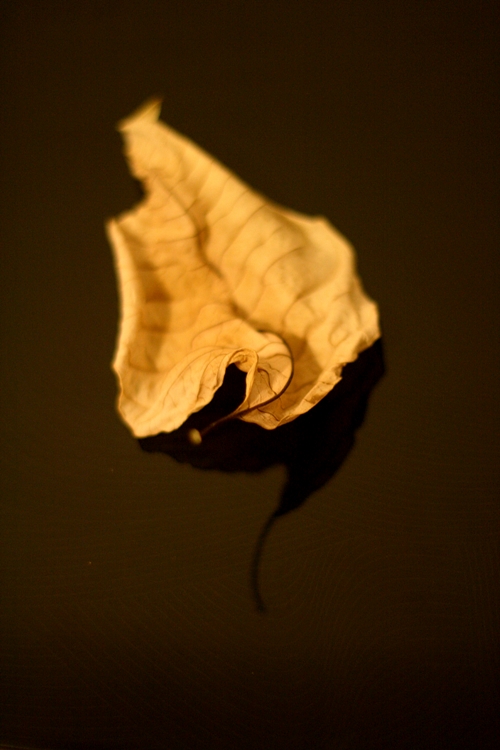 dried-poinsettia-leaf-1