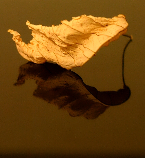 dried-poinsettia-leaf-2