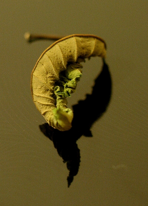 dried-poinsettia-leaf-3