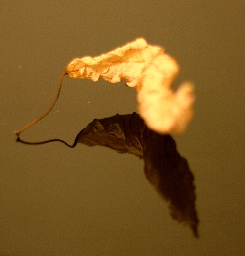 dried-poinsettia-leaf-4