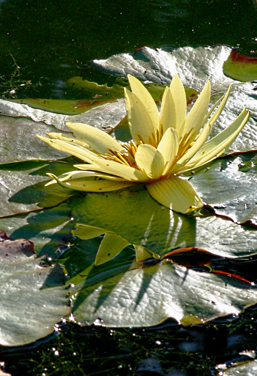 yellow-water-lily