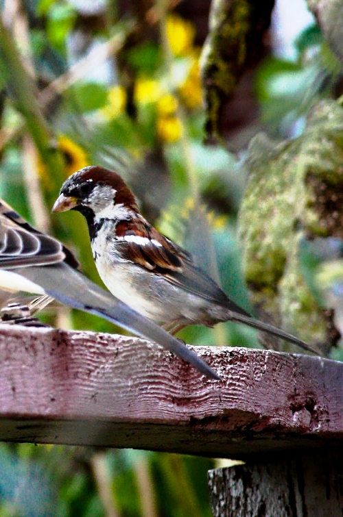 sparrow 2