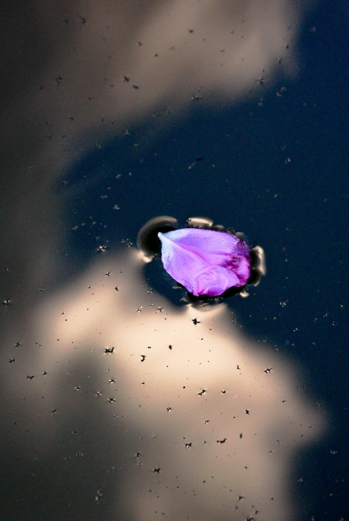 petal and surface tension