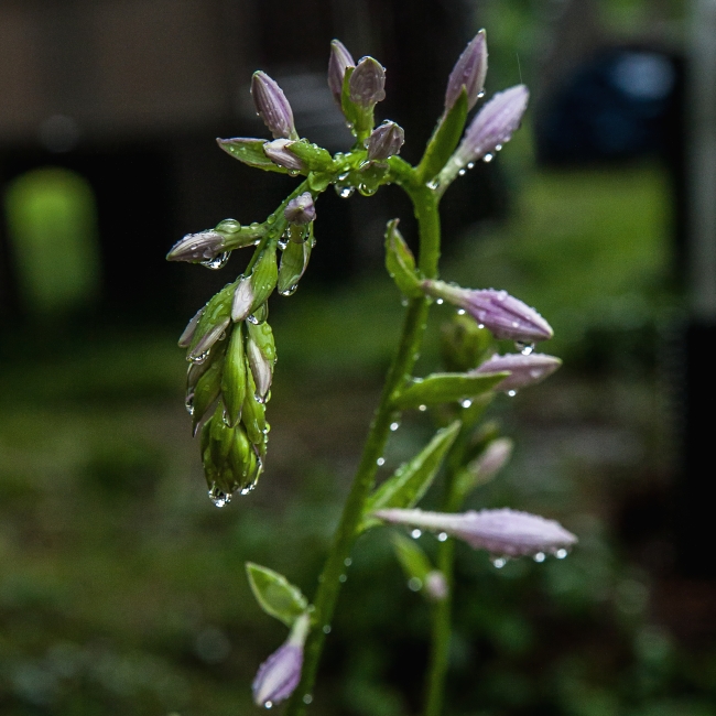 rain water droplets-1 small