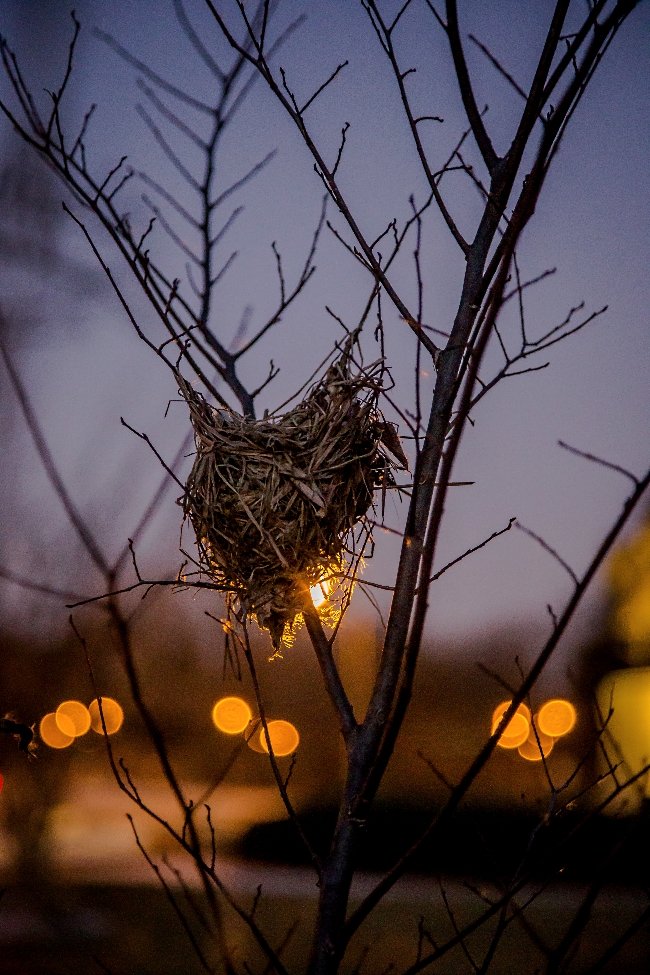 bird nest-1 small