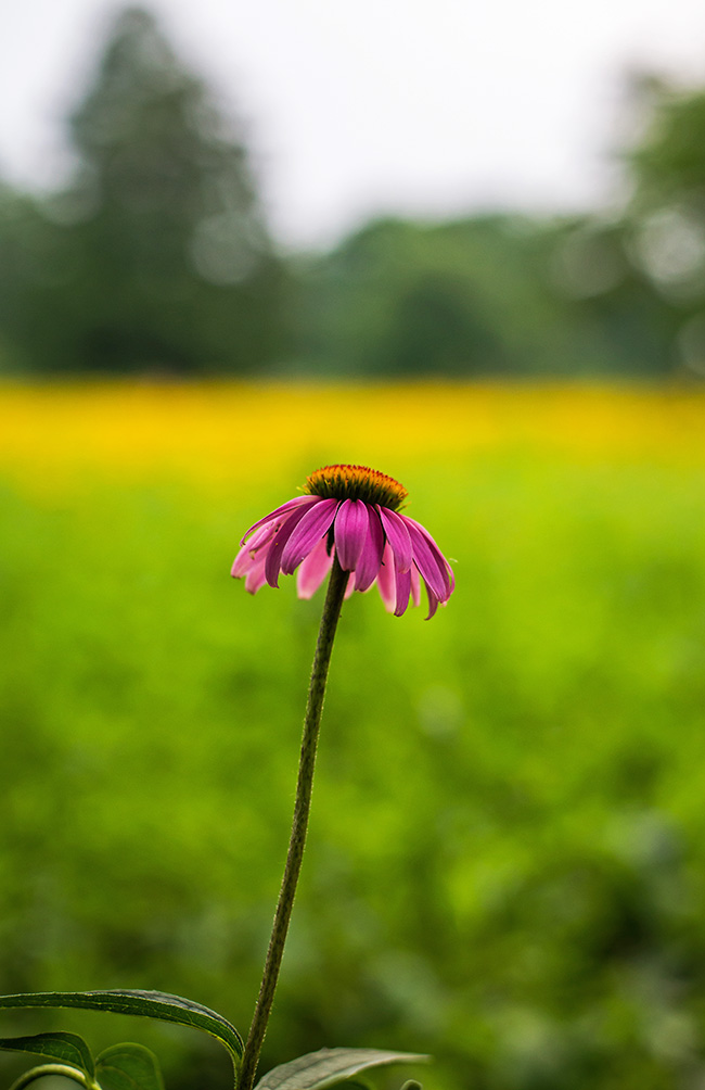 coneflower and yellow field-1 small