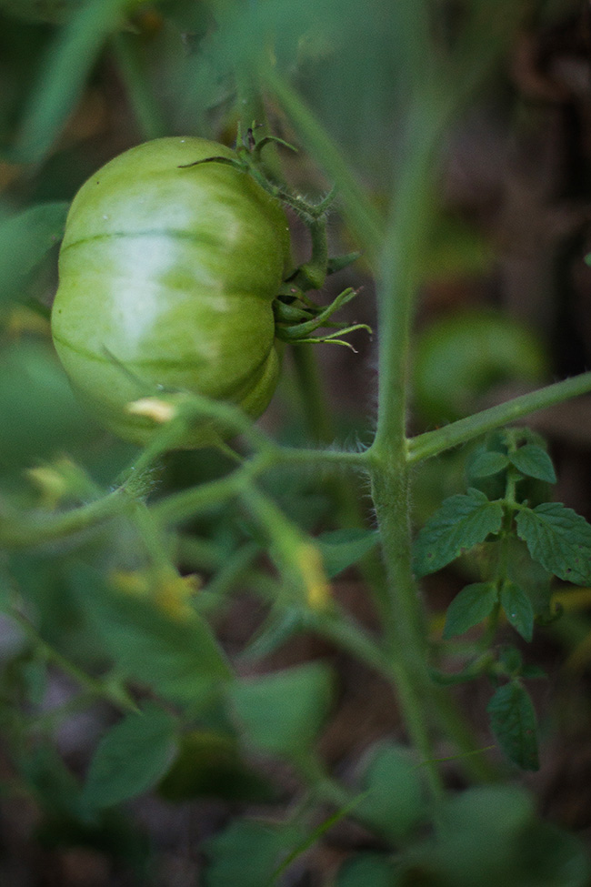 green tomato-1 small