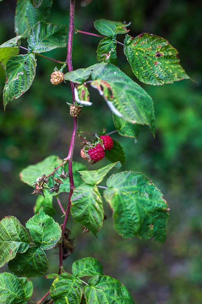 last of the raspberries-1 small