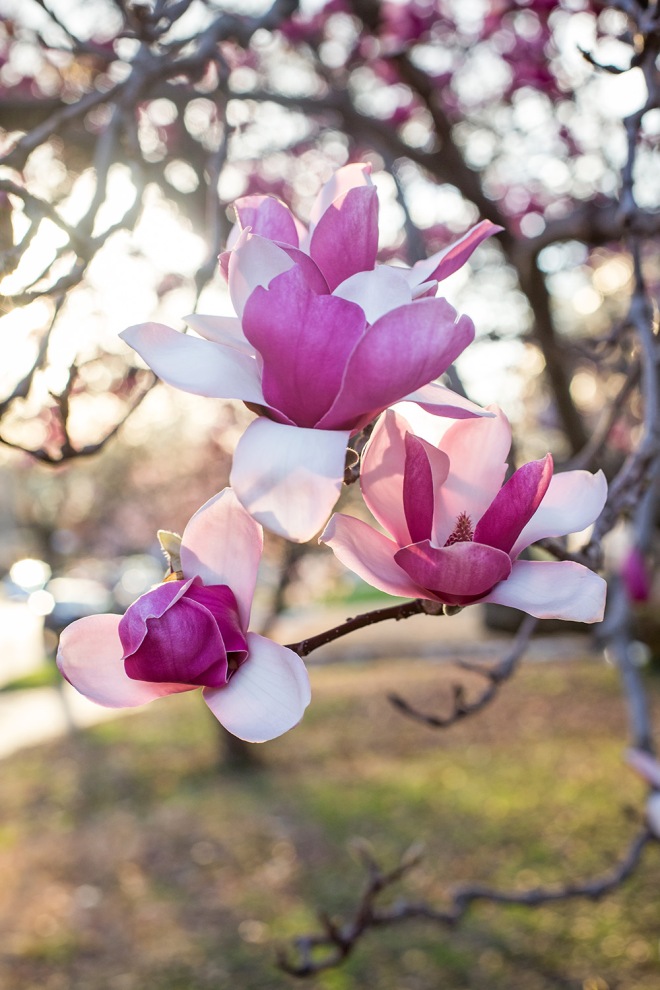 queen magnolia in sunlight-10 small