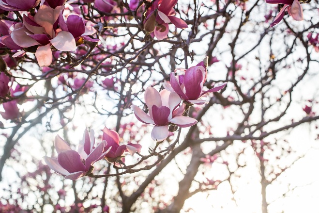 queen magnolia in sunlight-14 small