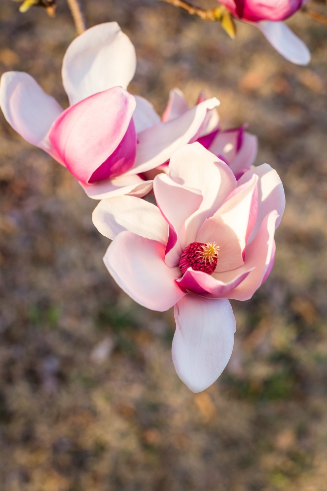 queen magnolia in sunlight-8 small