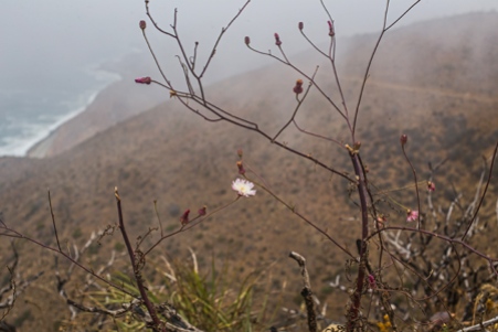 wildflowers point mugu state park-2 small