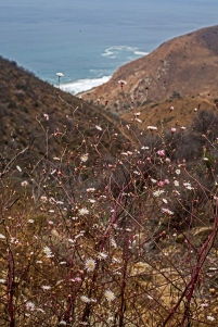 wildflowers point mugu state park-5 small
