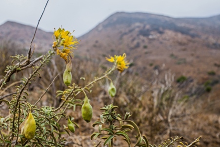 wildflowers point mugu state park-6 small