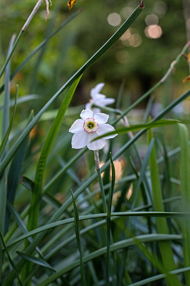narcissus poeticus recurvus daffodil-1 small