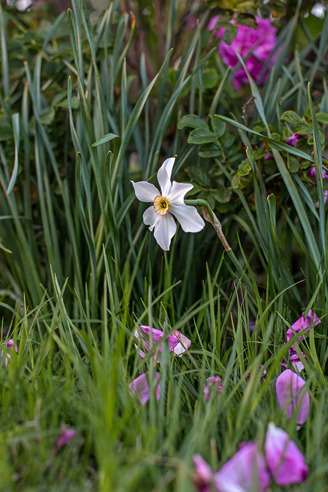 narcissus poeticus recurvus daffodil-3 small